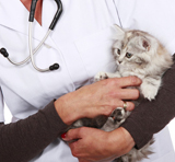 Katze wird von weiblichem Tierarzt untersucht