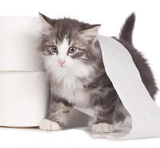 Kätzchen mit Toilettenrolle - cat toilet paper